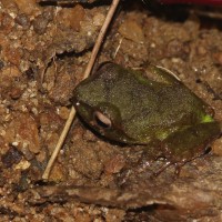 Pseudophilautus stuarti Manamendra-Arachchi & Pethiyagoda, 2005